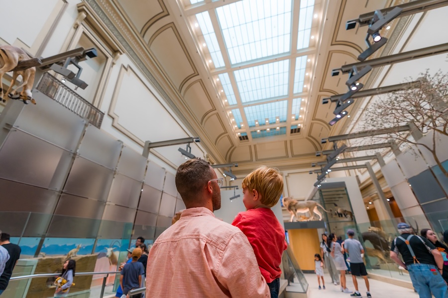 A father holds his child while viewing a natural history exhibit with life-size animal models at the National Museum of Natural History.