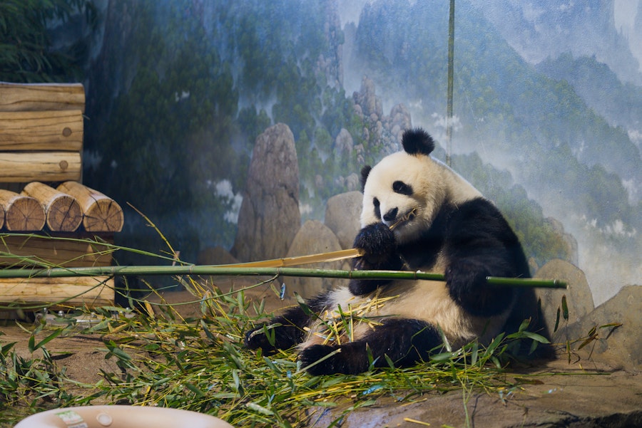 A giant panda sits on the ground contentedly munching on bamboo at the Smithsonian’s National Zoo and Conservation Biology Institute.