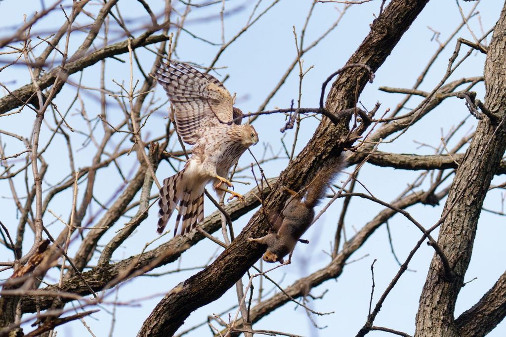 A Cooper’s hawk spreads its wings while striking prey in a leafless tree.