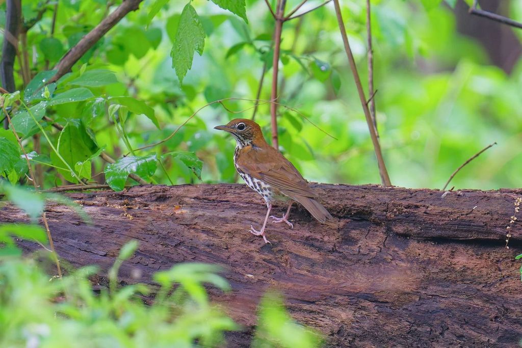 A wood thrush stands on a fallen log surrounded by green forest foliage.