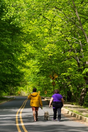 Two people walking on a shaded road under bright green trees