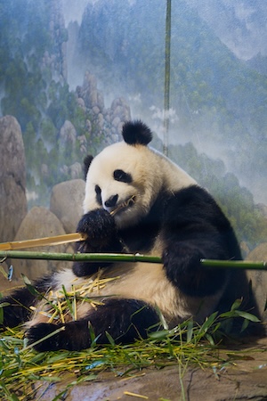 Giant panda eating bamboo