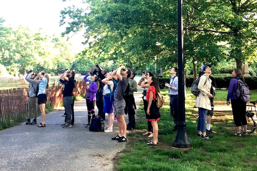 Group of people gathered on a park path, looking up into the trees as part of a DC Bird Alliance tour. 