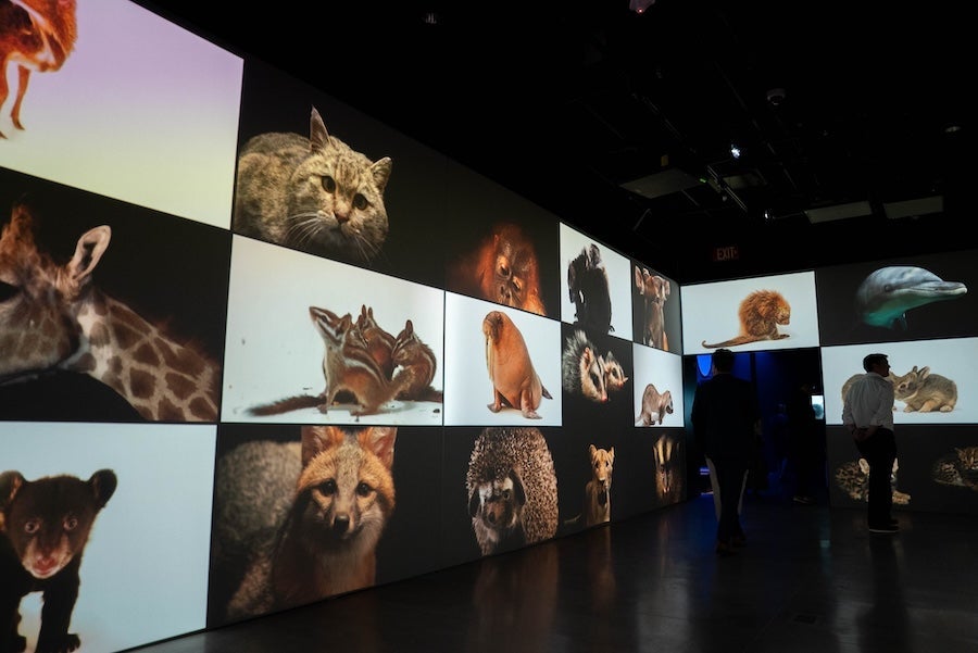 Immersive gallery with large wall screens showing animal photos, visitors silhouetted