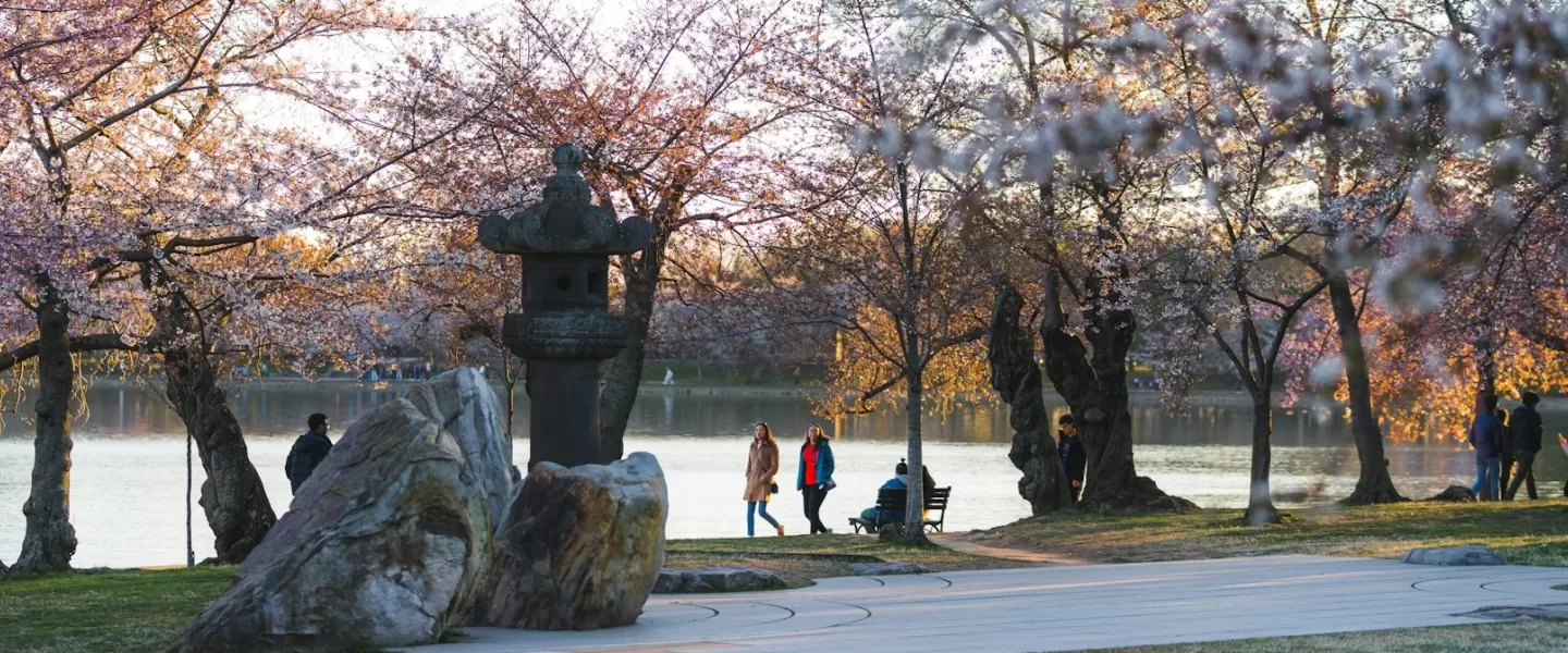 The stone Japanese Lantern statue, surrounded by cherry blossom trees in full bloom along the Tidal Basin.