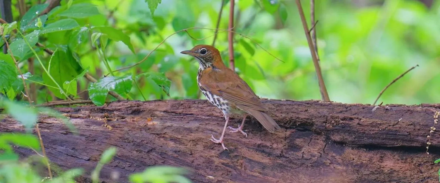 A wood thrush stands on a fallen log surrounded by green forest foliage.