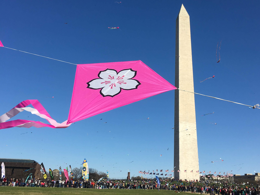 Cherry blossom kite at the Blossom Kite Festival