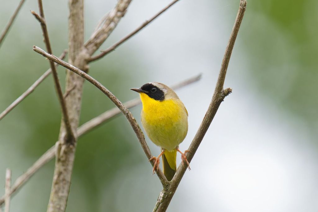 A common yellowthroat perches on a thin branch with soft greenery behind it.