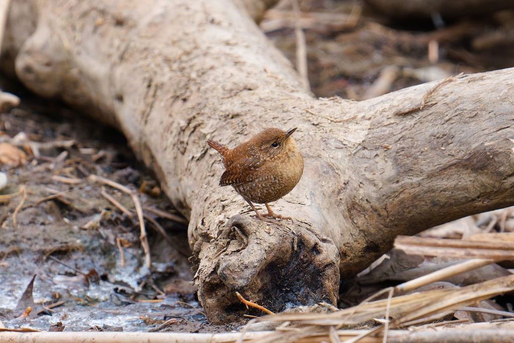A winter wren perches on a log amid leaf litter and woodland debris.
